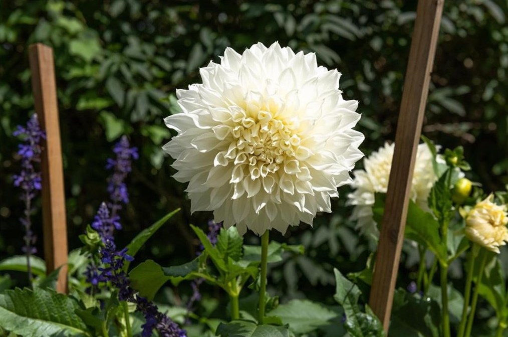 2841 Vernon Rd, Atlanta GA  30305-2934 exterior