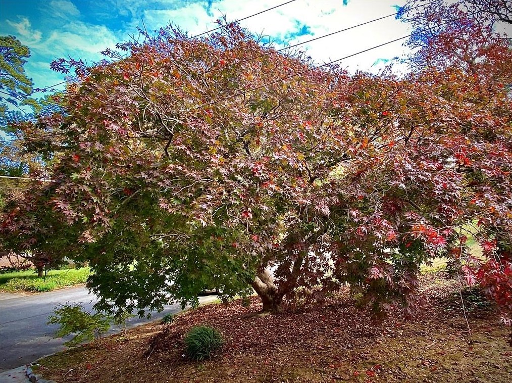 2525 Wilson Woods Dr, Decatur GA  30033-3738 exterior