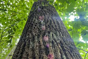 7100 S 225 West St, Versailles, IN 47042 - Photo 5