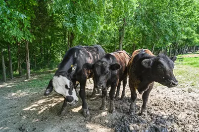 8808 Plum Creek Road, Vevay, IN 47043 - Photo 49