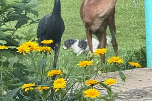 6071 St Peters Rd, West Harrison, IN 47060 - Photo 63