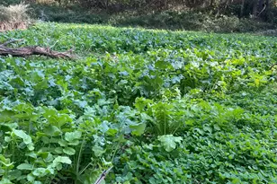 25146 Sanes Creek Rd, Laurel, IN 47024 - Photo 23