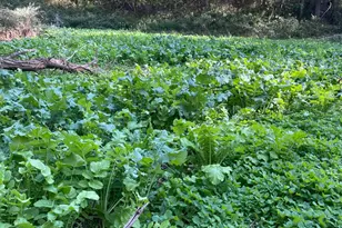 25146 Sanes Creek Rd, Laurel, IN 47024 - Photo 25