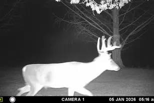 5032 Nell Lee Rd, Bennington, IN 47011 - Photo 31