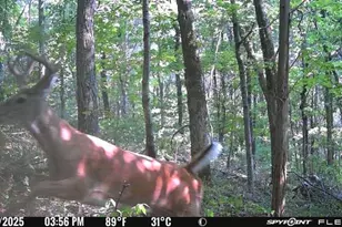 6274 Sr 129, Vevay, IN 47043 - Photo 63