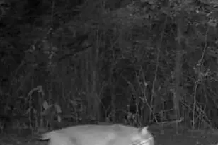 6274 Sr 129, Vevay, IN 47043 - Photo 59