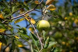 3321 N Old US Hwy 421, Greensburg, IN 47240 - Photo 29