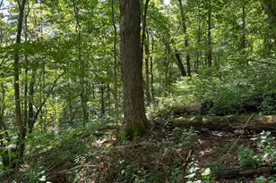 2889 E State Road 56, Vevay, IN 47043 - Photo 37