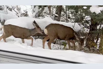 2043 S Pine Meadow Drive, Coalville, UT 84017 - Photo 39