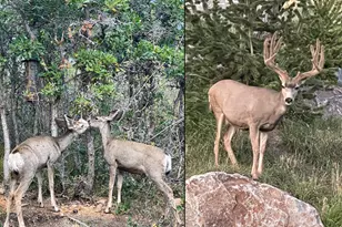 3495 Sun Ridge Dr, Park City, UT 84060 - Photo 43