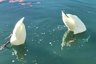 37 Shoreline Dr, Rancho Mirage, CA 92270 - Photo 59