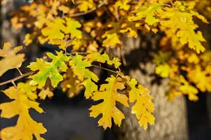 1614 S Colusa Dr, Big Bear City, CA 92314 - Photo 49