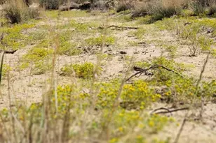 58562 Applegate Way, Landers, CA 92285 - Photo 39