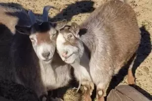 58562 Applegate Way, Landers, CA 92285 - Photo 23