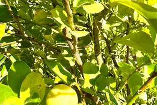 80372 Camino San Lucas, Indio, CA 92203 - Photo 91