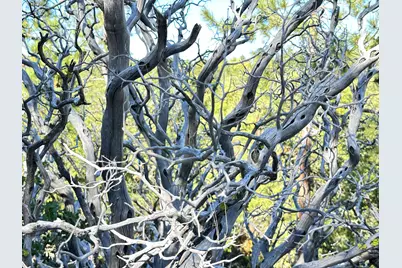 0 Mountain View, Idyllwild, CA 92549 - Photo 9