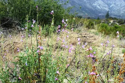 0 Bonita Vista Road, Mountain Center, CA 92561 - Photo 5