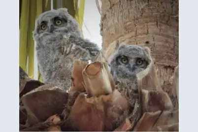 74711 Dillon Rd Spc 95, Desert Hot Springs, CA 92241 - Photo 35