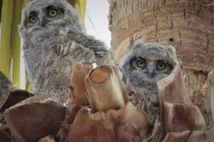 74711 Dillon Rd Spc 95, Desert Hot Springs, CA 92241 - Photo 35