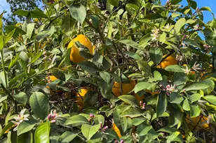 80394 Ave 48, Indio, CA 92201 - Photo 15