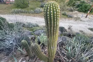 49075 Matzene Dr, Morongo Valley, CA 92256 - Photo 15