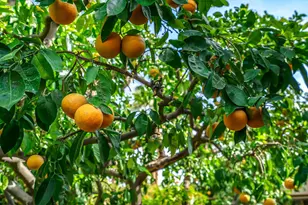 79140 Jack Rabbit Trail, La Quinta, CA 92253 - Photo 53