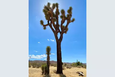 1588 Old Woman Springs Road, Yucca Valley, CA 92284 - Photo 45