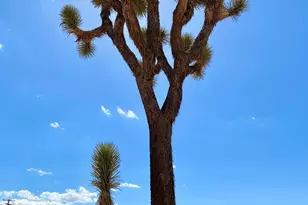 1588 Old Woman Springs Rd, Yucca Valley, CA 92284 - Photo 45