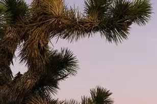 7092 Mohawk Trail, Yucca Valley, CA 92284 - Photo 41