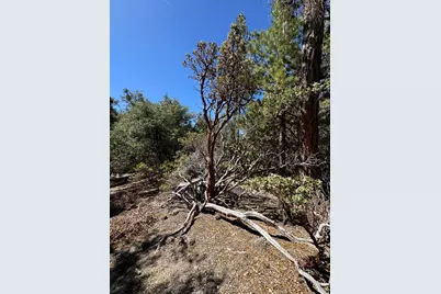 22541 Hwy 243, Idyllwild, CA 92549 - Photo 57