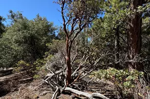 22541 Hwy 243, Idyllwild, CA 92549 - Photo 57