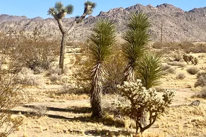 109 Border Avenue, Joshua Tree, CA 92252 - Photo 31
