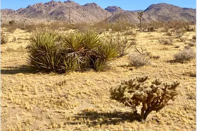 109 Border Avenue, Joshua Tree, CA 92252 - Photo 53