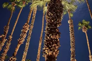 2700 E Mesquite Ave, Palm Springs, CA 92264 - Photo 21
