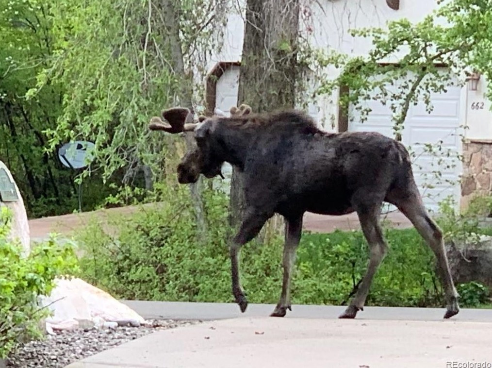 669 Meadowbrook Cir, Steamboat Springs CO  80487-3043 exterior