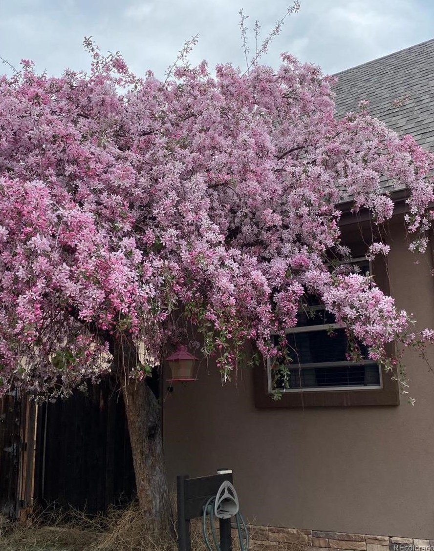 120 Surrey St, Buena Vista CO exterior