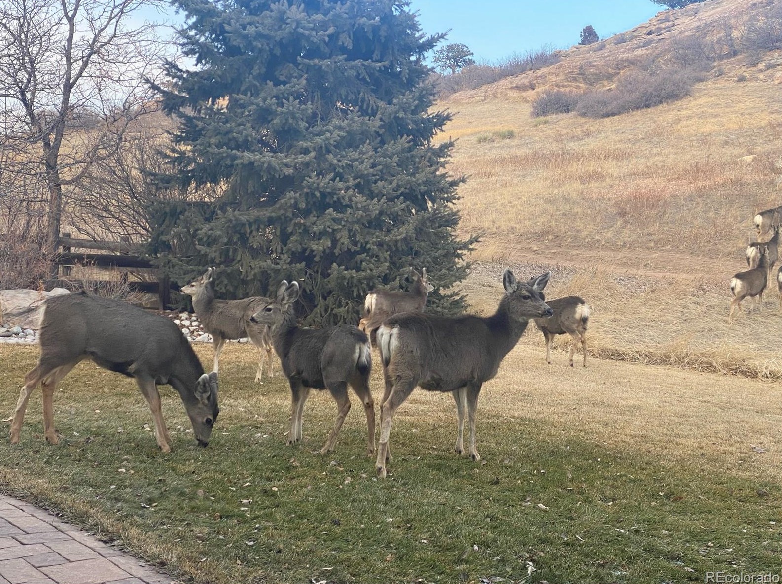 32 Lark Bunting Ln, Littleton CO 80127-2207 exterior