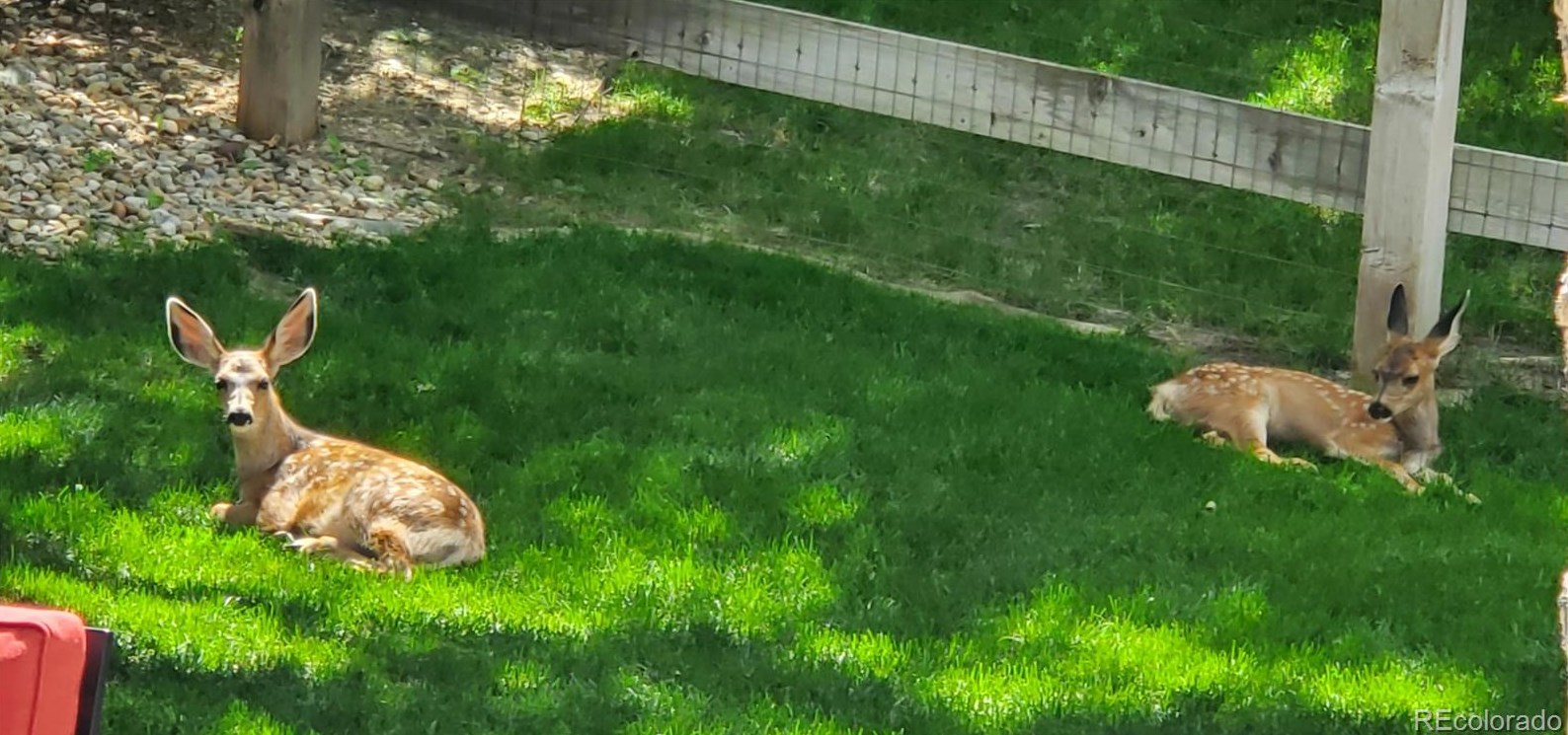 792 Deer Clover Way, Castle Rock CO  80108-8205 exterior