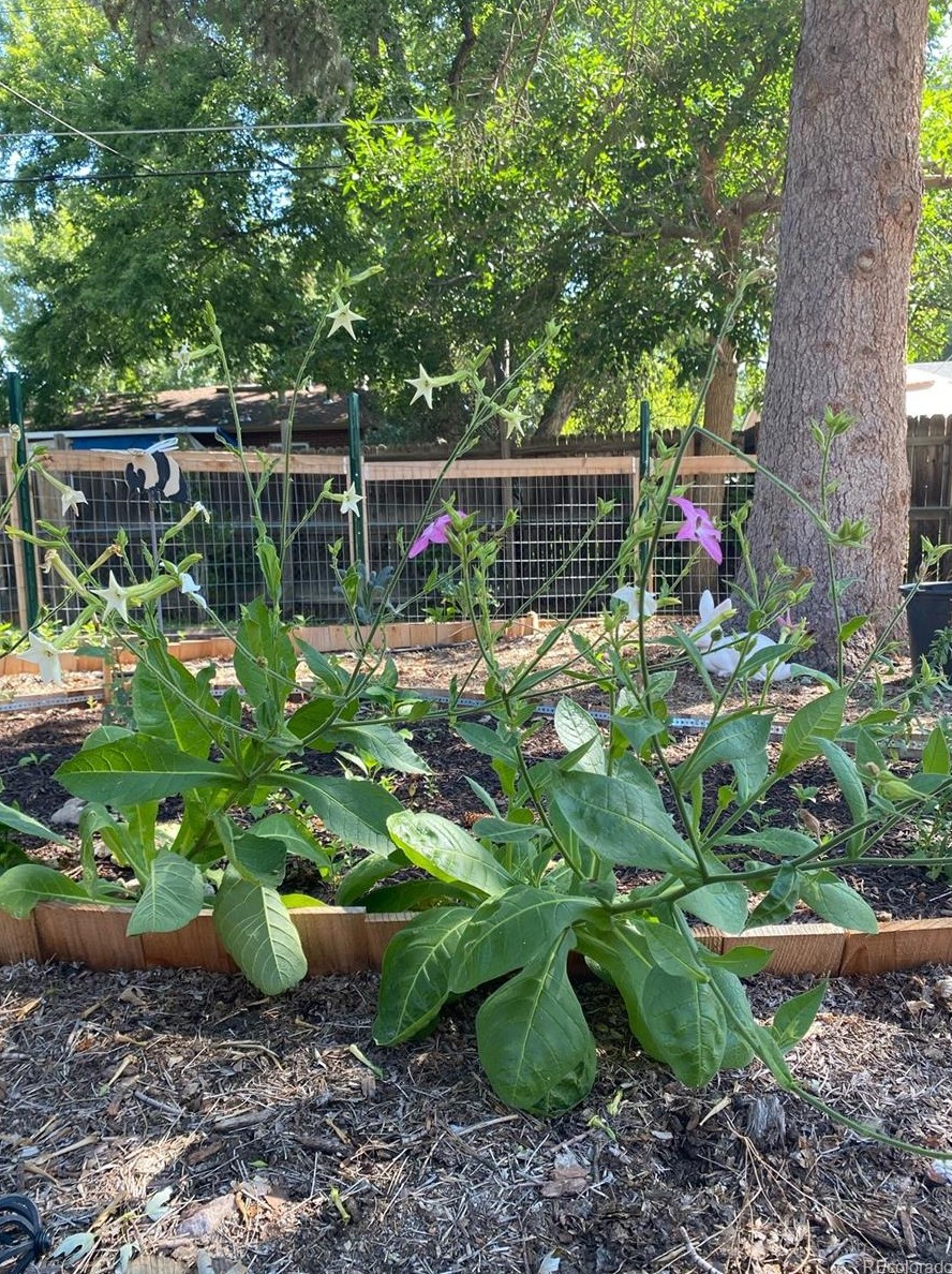 6728 Newman St, Arvada CO  80004-1444 exterior