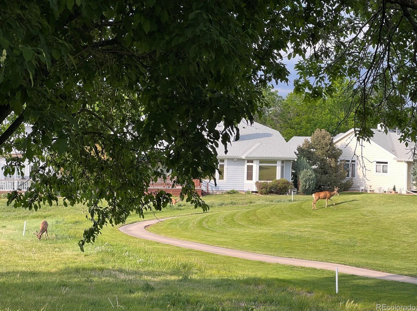 13 Aldershot Ct, Littleton CO  80130-3900 exterior