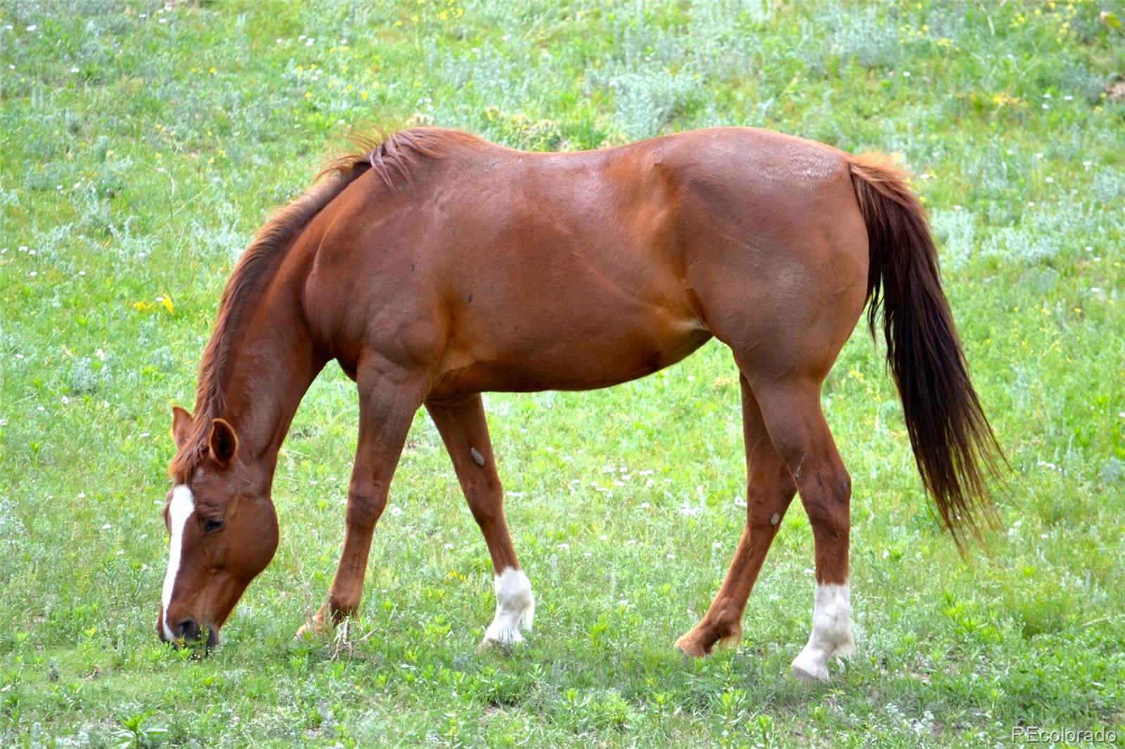 9989 N Delbert Rd, Parker, CO 80138 MLS 2261171 Coldwell Banker