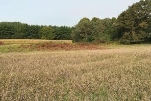 Xxxx Pine Bluff (Site13) Rd NW, Pine Island, MN 55963 - Photo 1