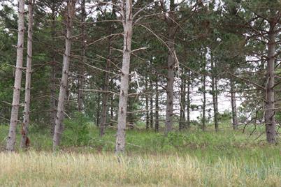 1982 Long Pine Drive, Detroit Lakes, MN 56501 - Photo 7