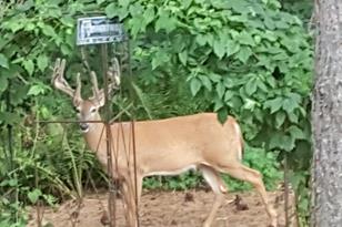 2841 Carver Park Cir, Woodbury, MN 55125 - Photo 33