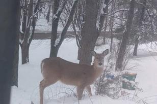 28217 Gadient Ln - Photo 33