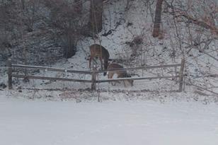 28217 Gadient Ln - Photo 31