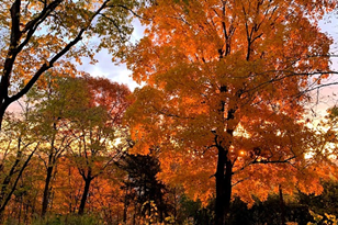 621 Cascade Dr, Chaska, MN 55318-1887