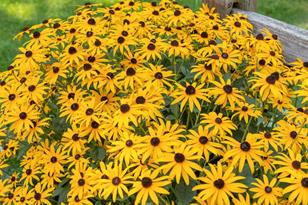 1253 Osage St - Photo 29