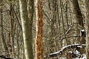 26140 Jack Pine Rd - Photo 7