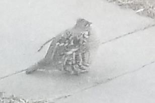 36346 State Hwy 11 - Photo 17